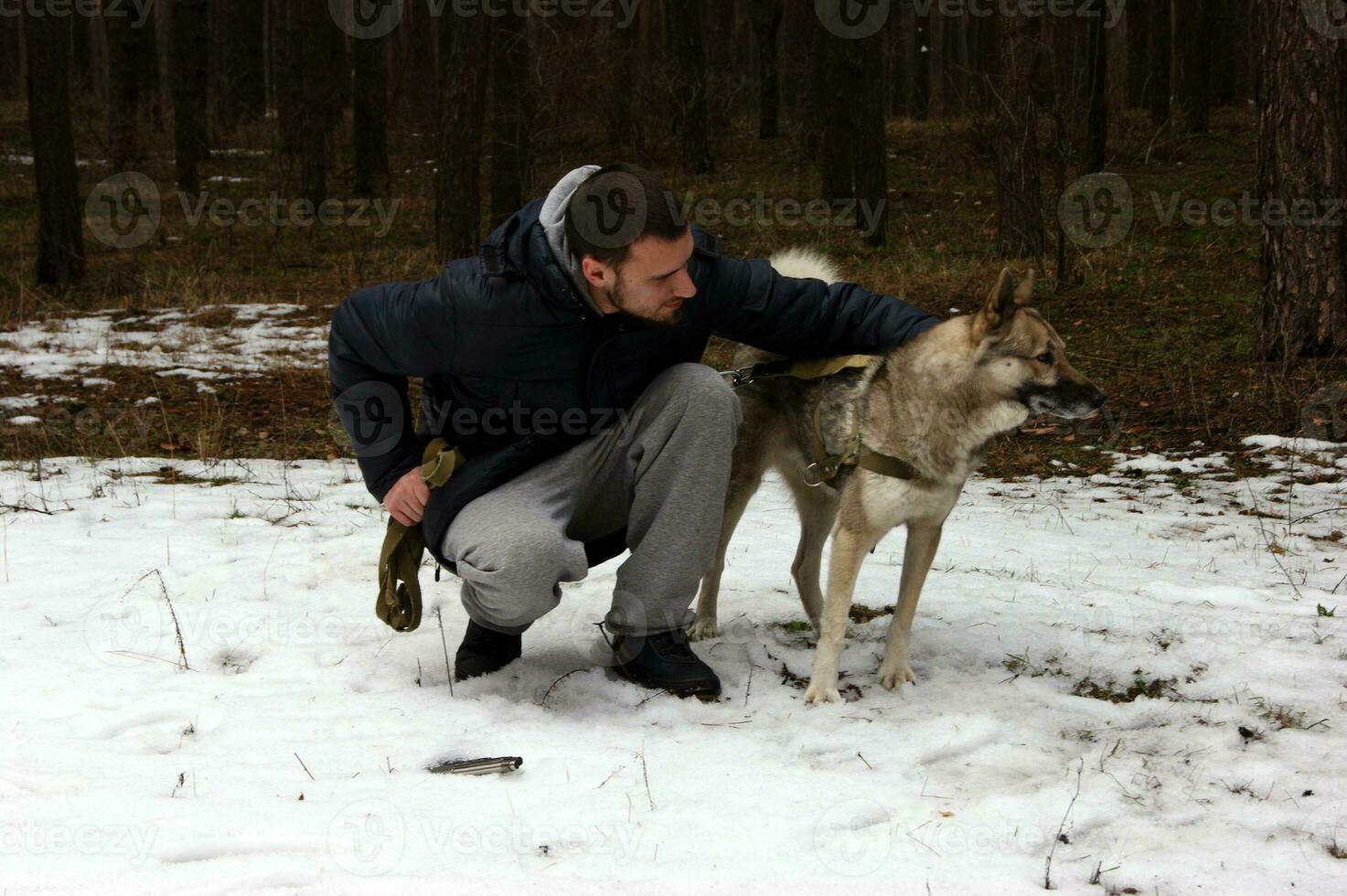 Siberian husky looking for found an abandoned gun in the forest. photo