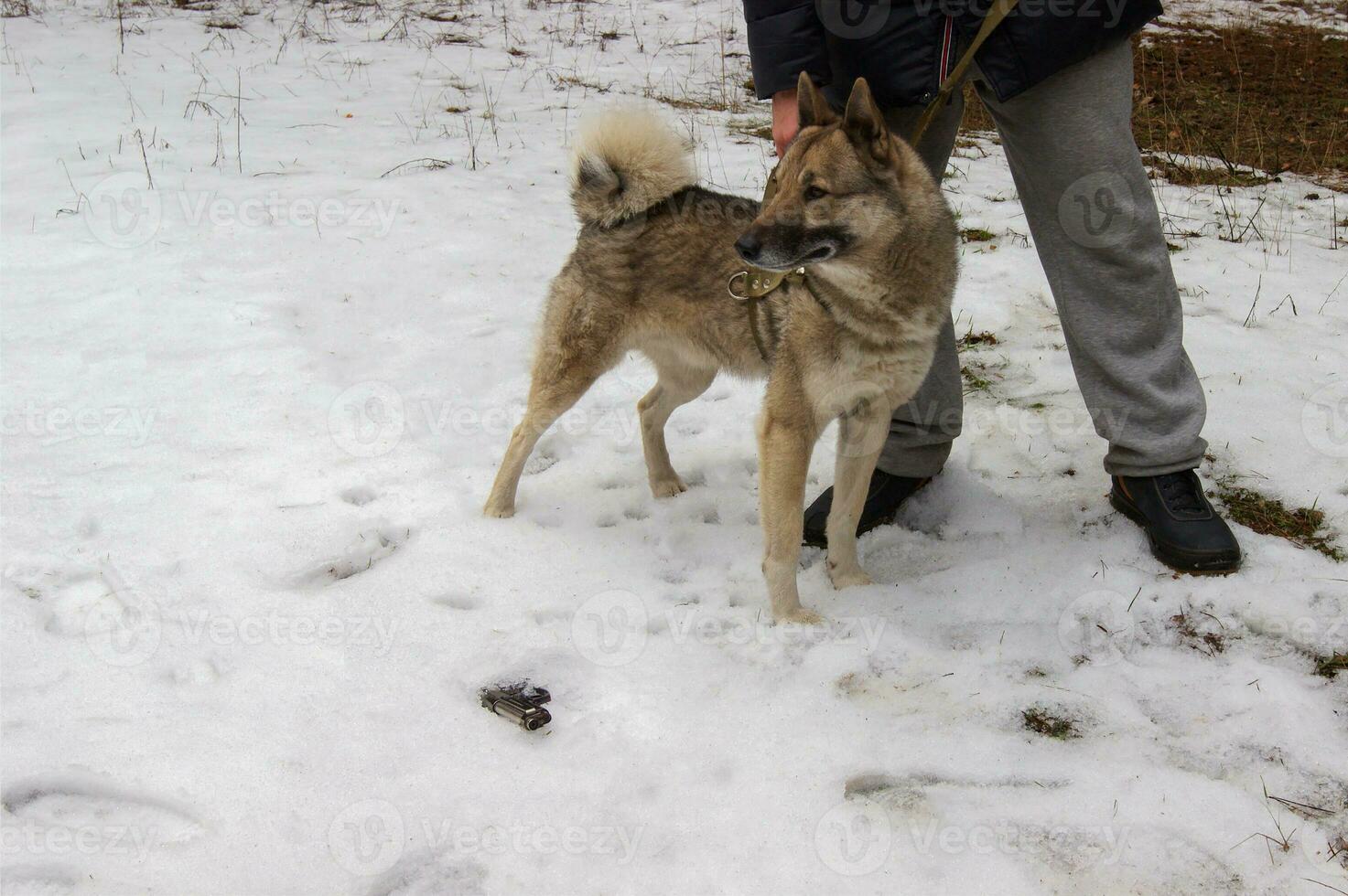 Siberian husky looking for found an abandoned gun in the forest. photo