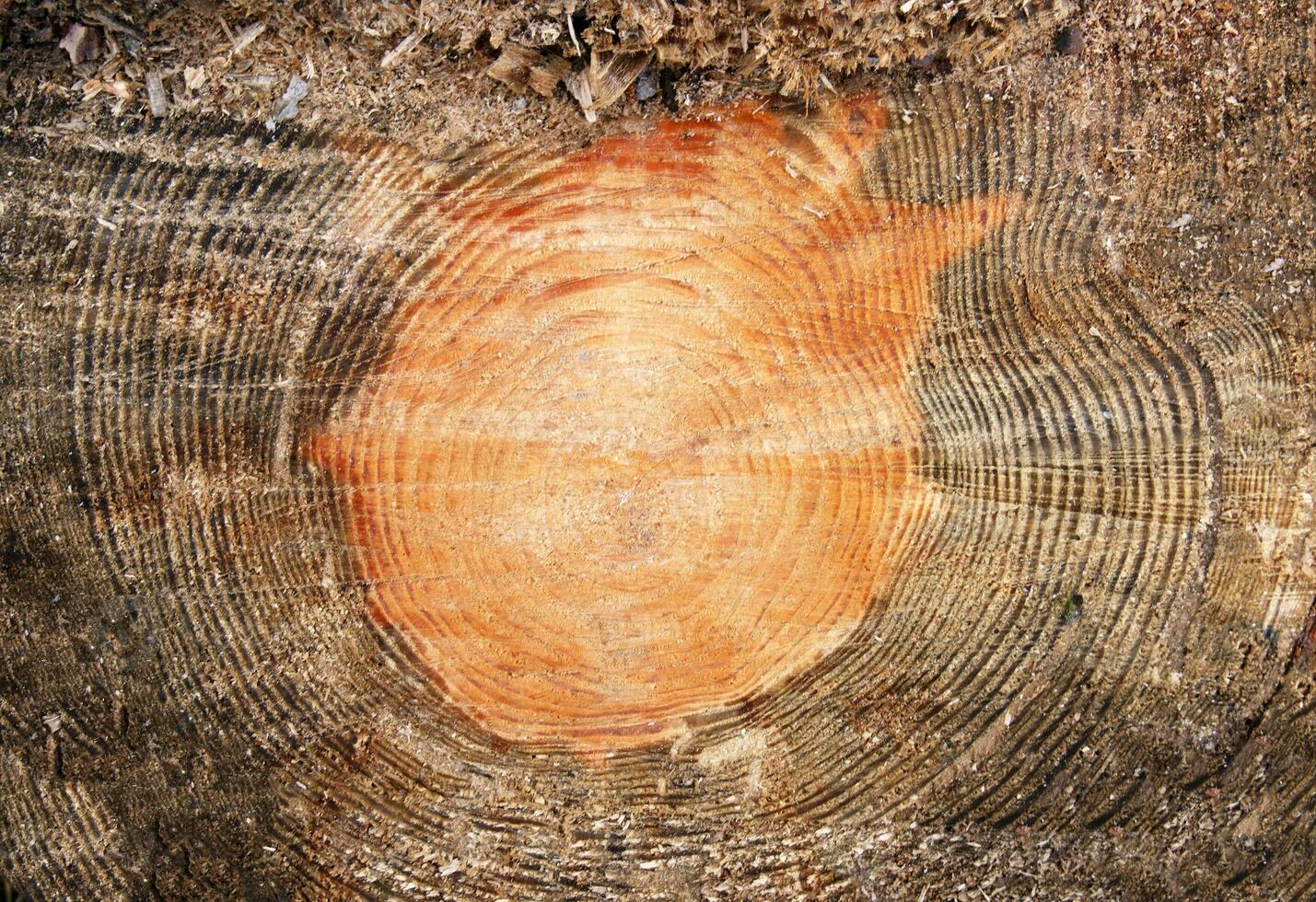 Cross section log texture. photo