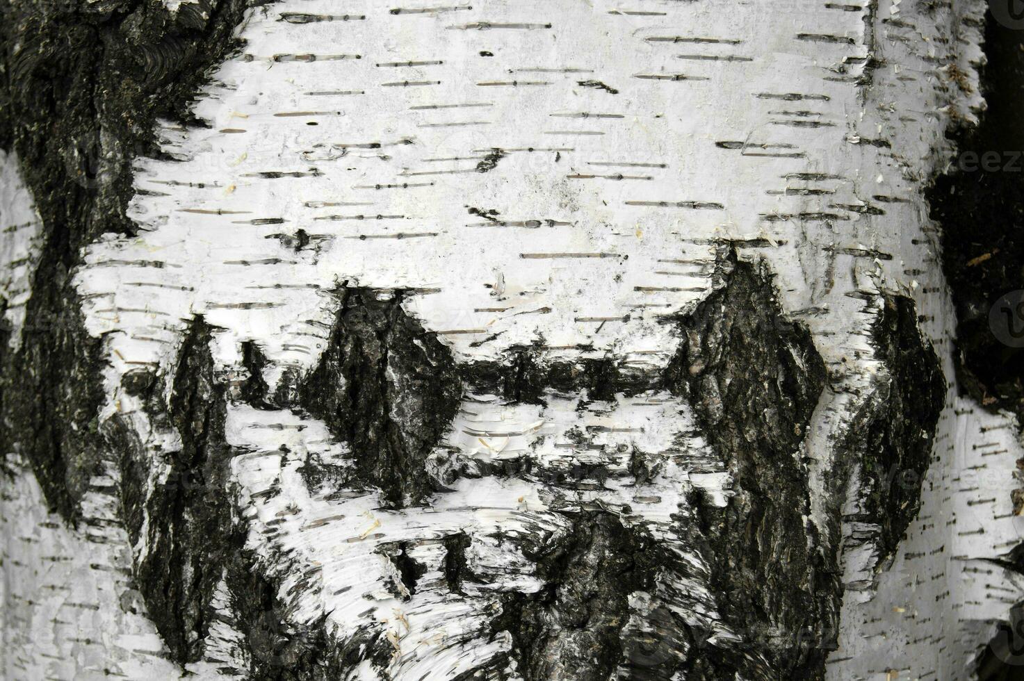 Pattern of birch bark with black stripes on white bark. photo