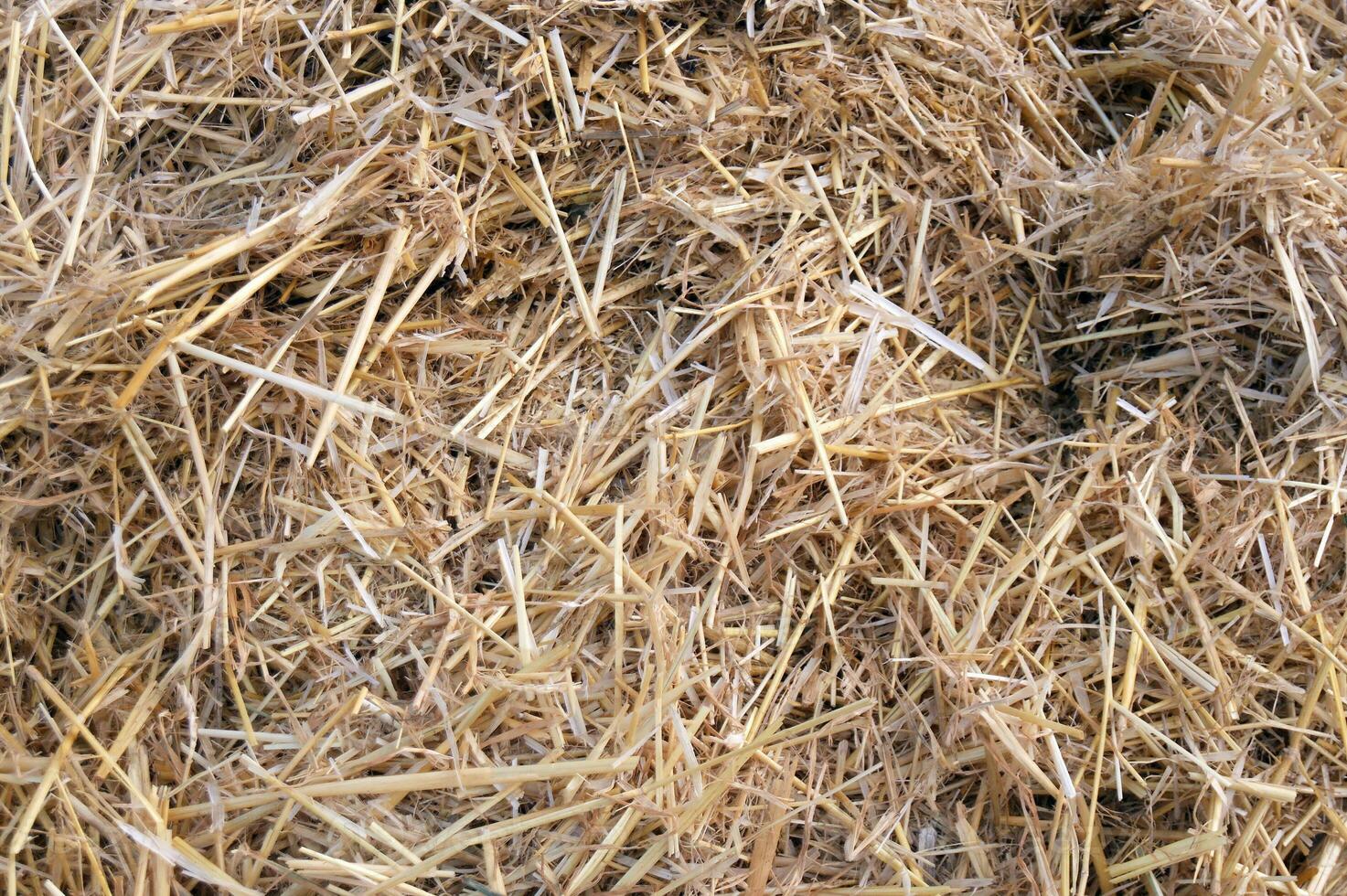 Hay texture. Hay bales are stacked in large stacks. photo