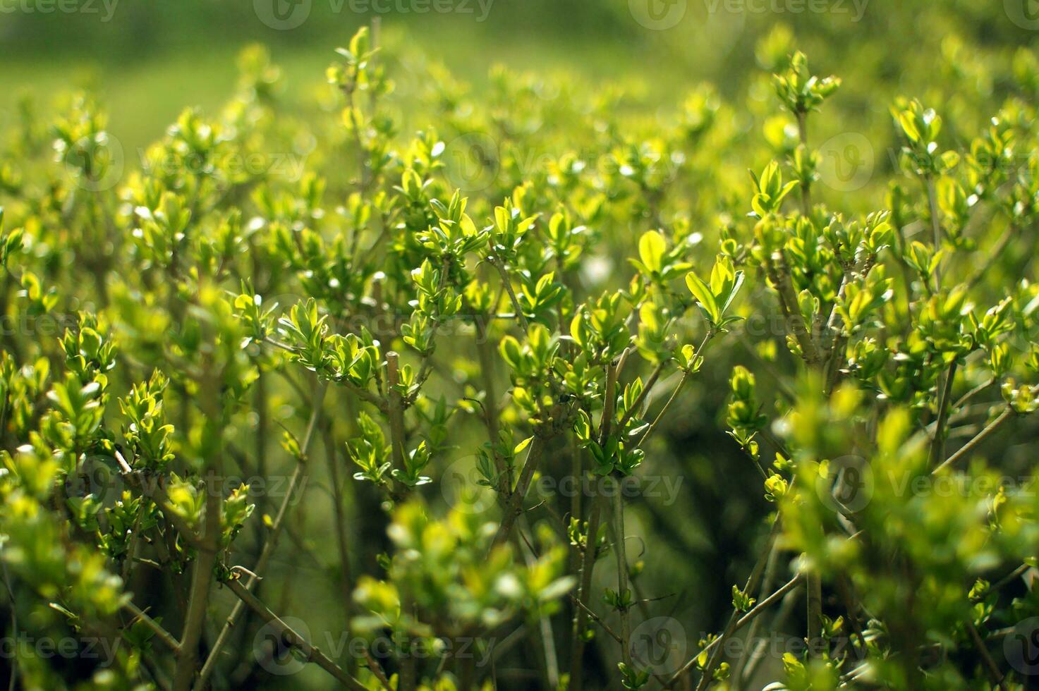 Ornamental green shrub in macro photography. Natural background. photo