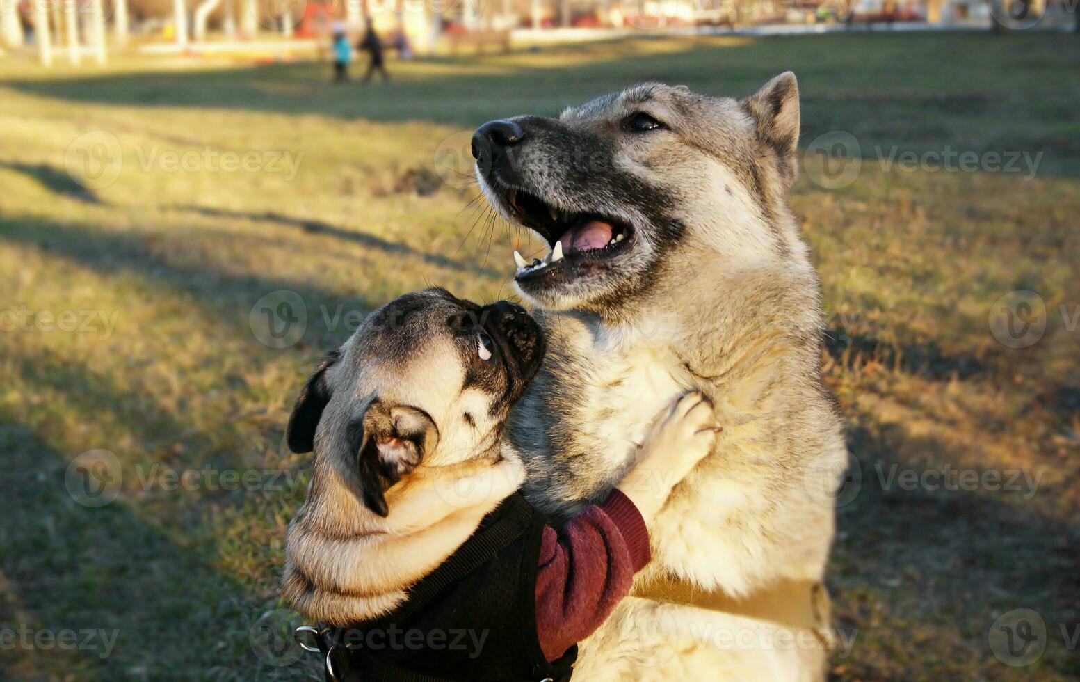 Friendly dogs Pug and Siberian Husky. photo