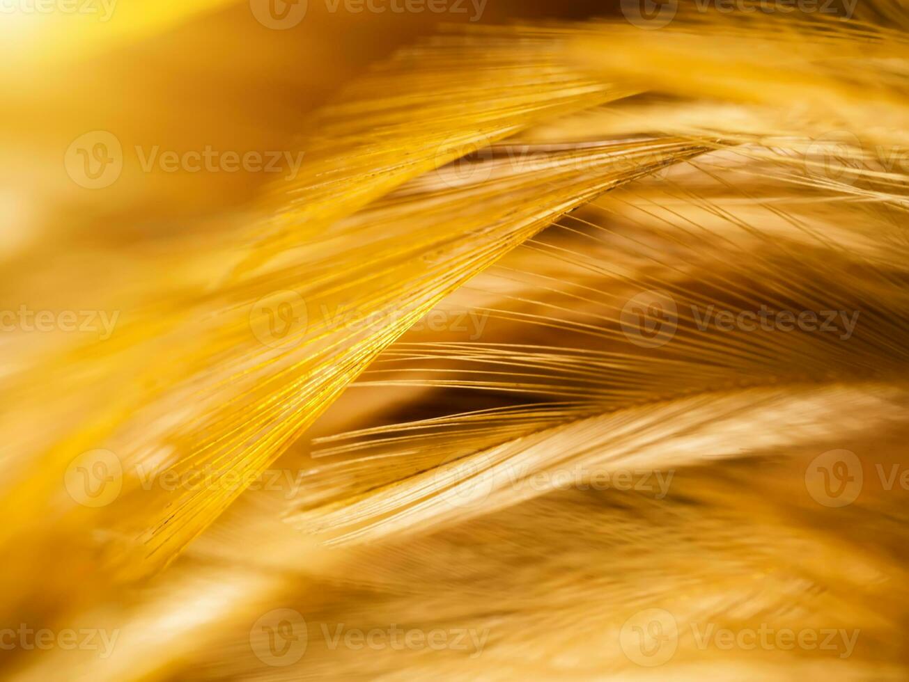 Close up abstract feather background photo