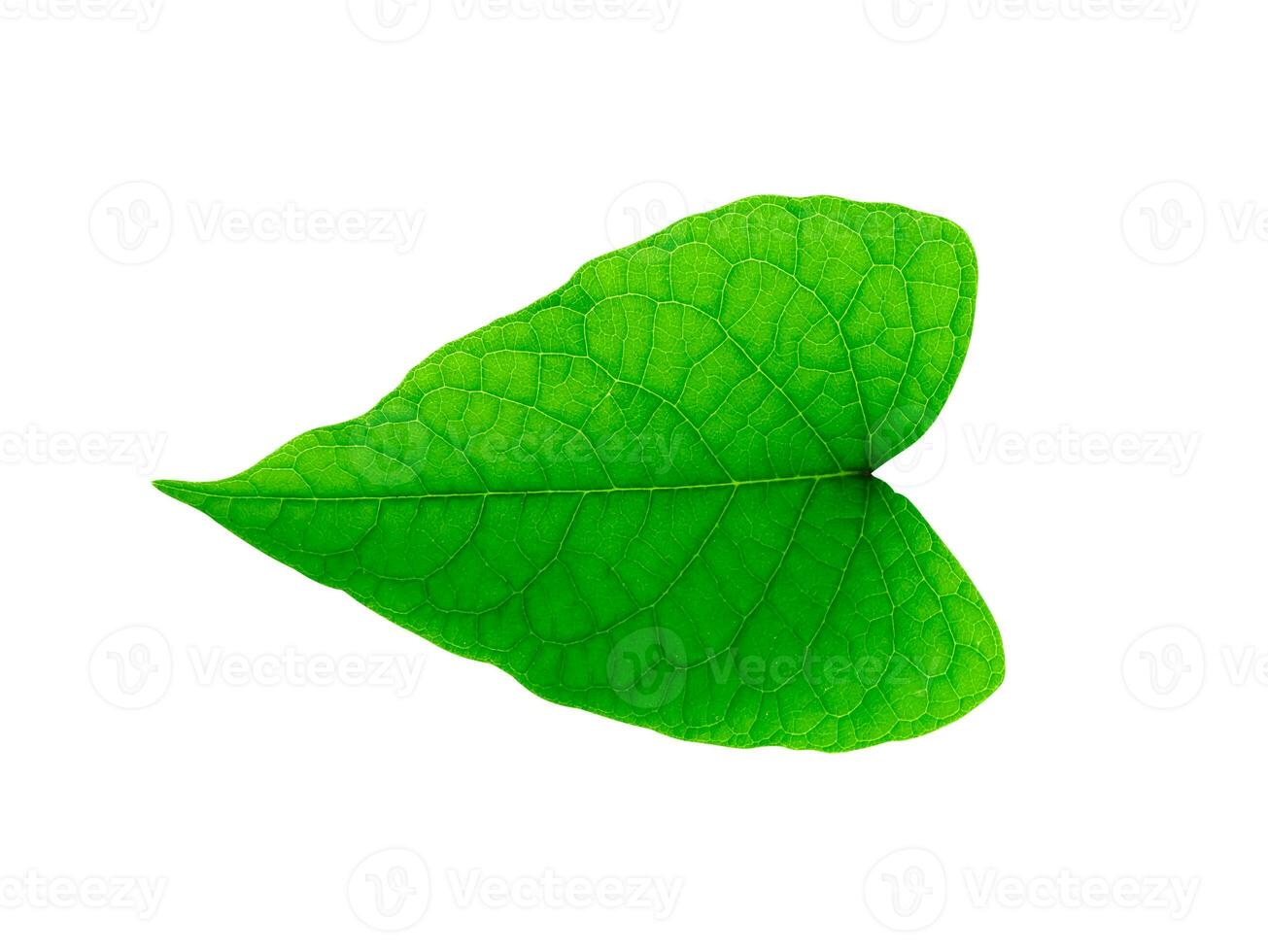 Close up a green leaf on white background. photo