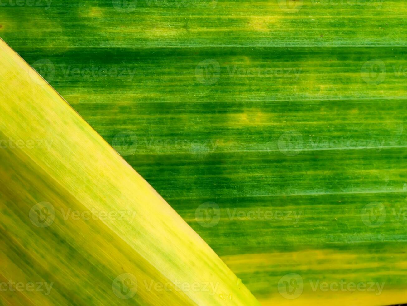 Abstract background of old banana leaf photo
