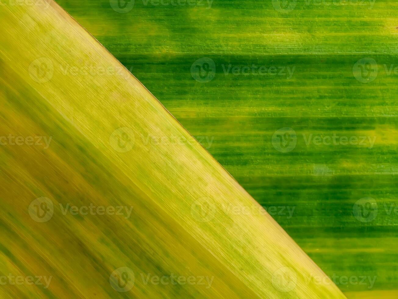 Abstract background of old banana leaf photo
