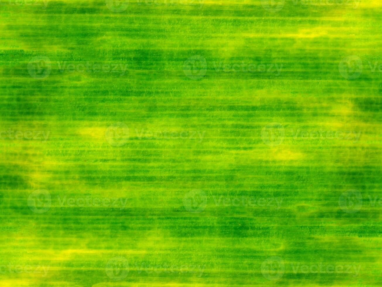 Abstract background of old banana leaf photo