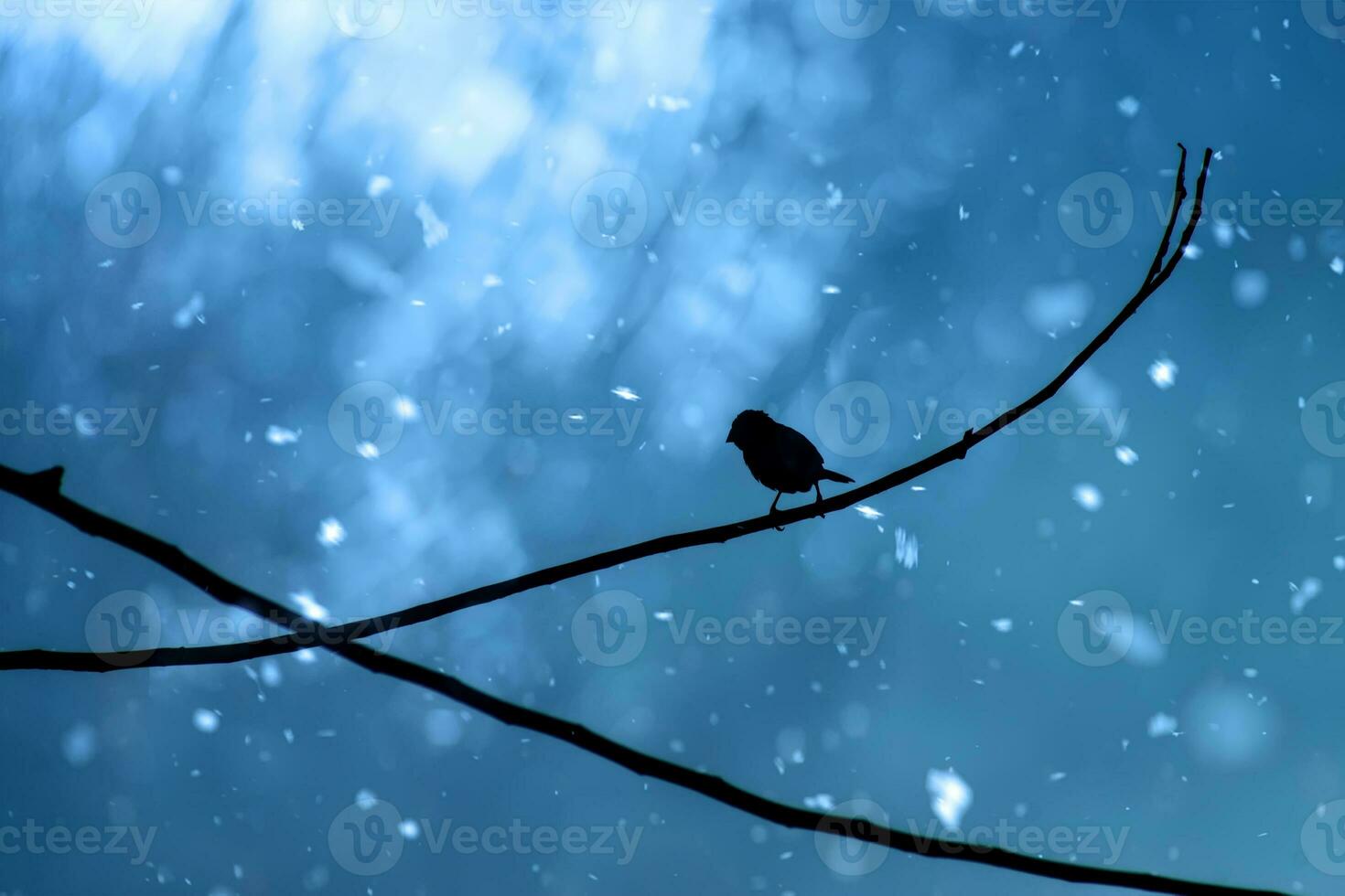 Black silhouette of a bird on a branch photo