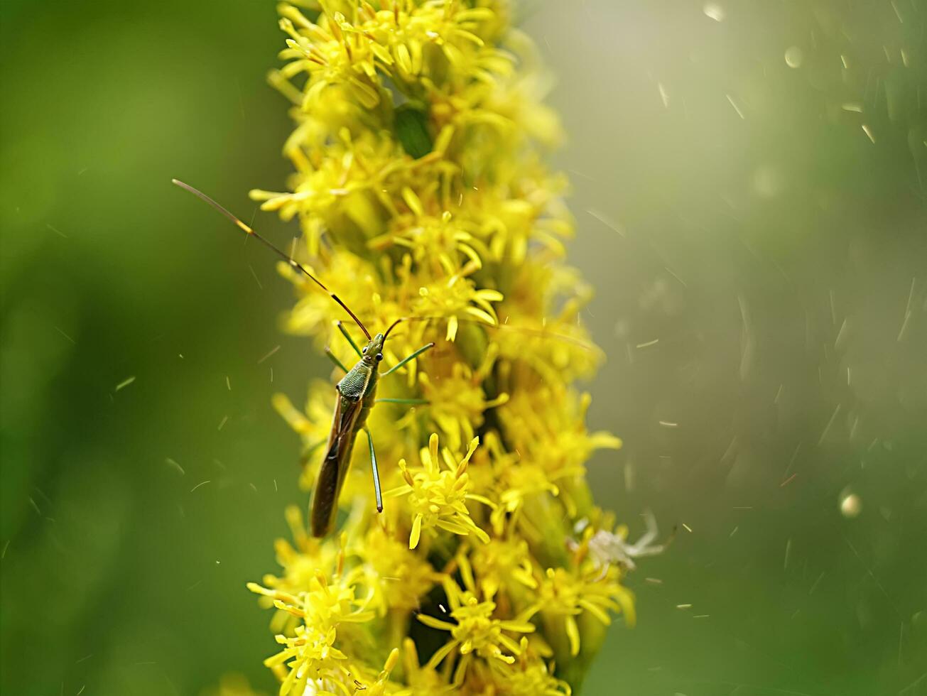 Close up of Solidago canadensis flower. photo