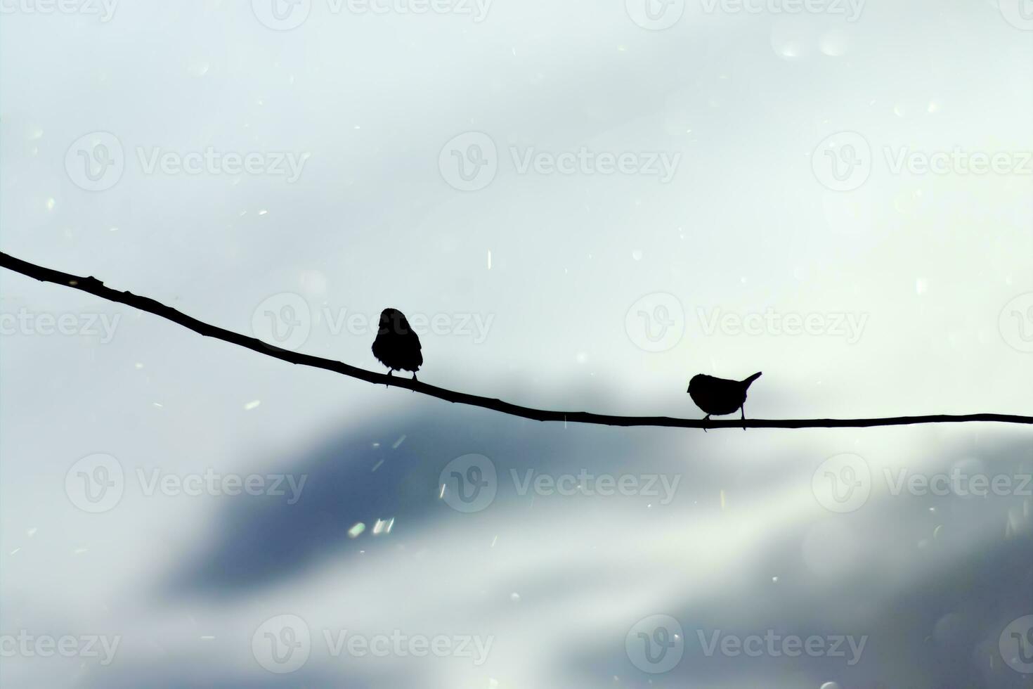 Black silhouette of bird on a branch photo