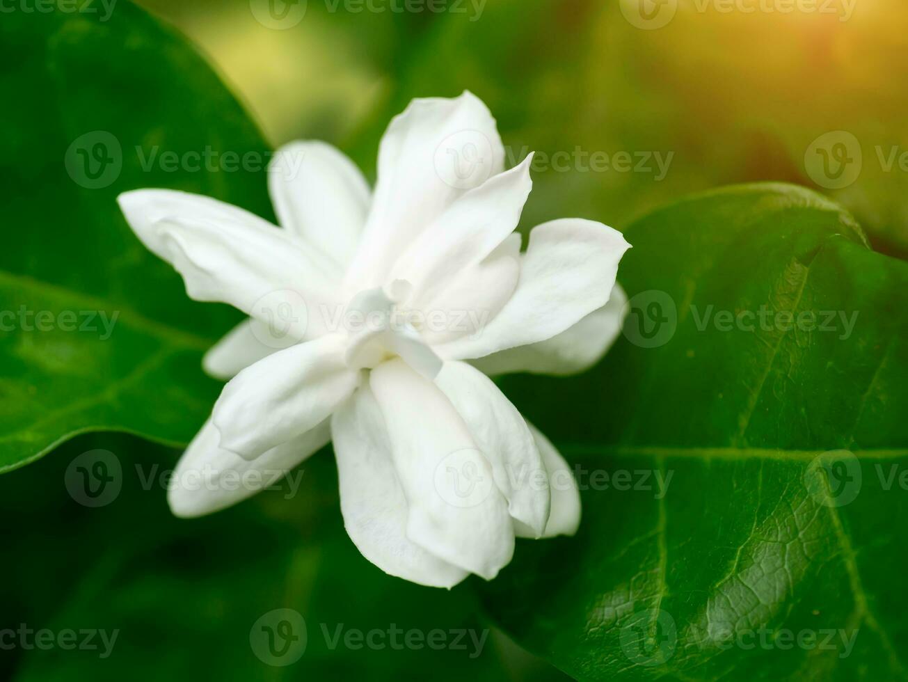 White of jasmine flower. photo