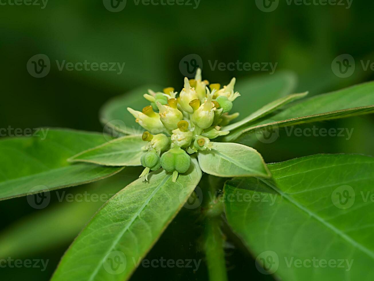 Close up of Painted spurge plant. photo