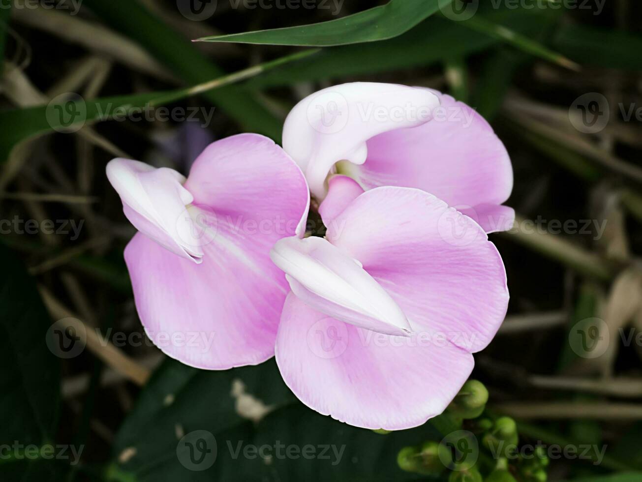 Group pink flower of Canavalia rosea plant. photo
