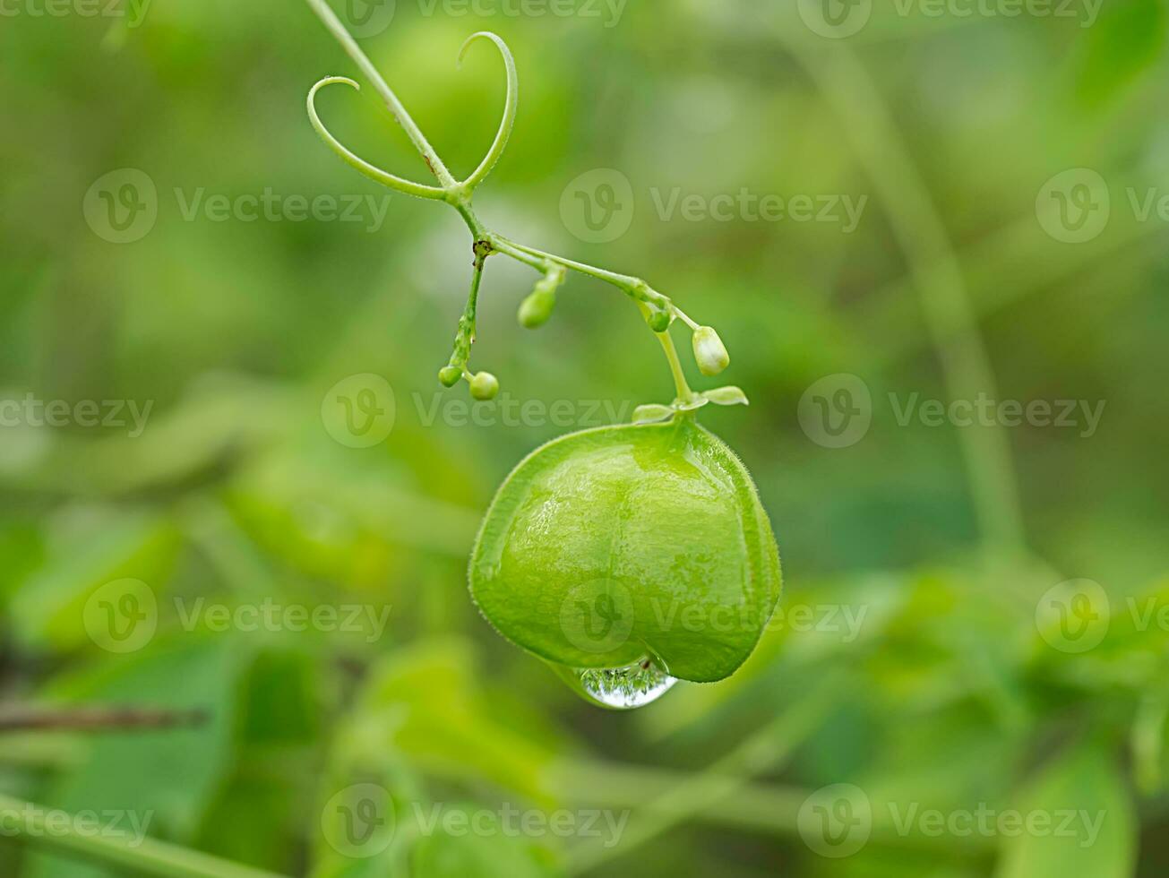 Green Balloon vine. photo