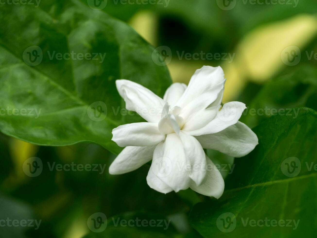 White of jasmine flower. photo