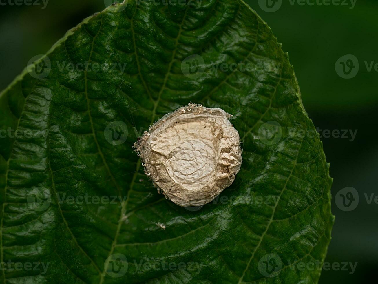 Spider eggs on green leaves photo