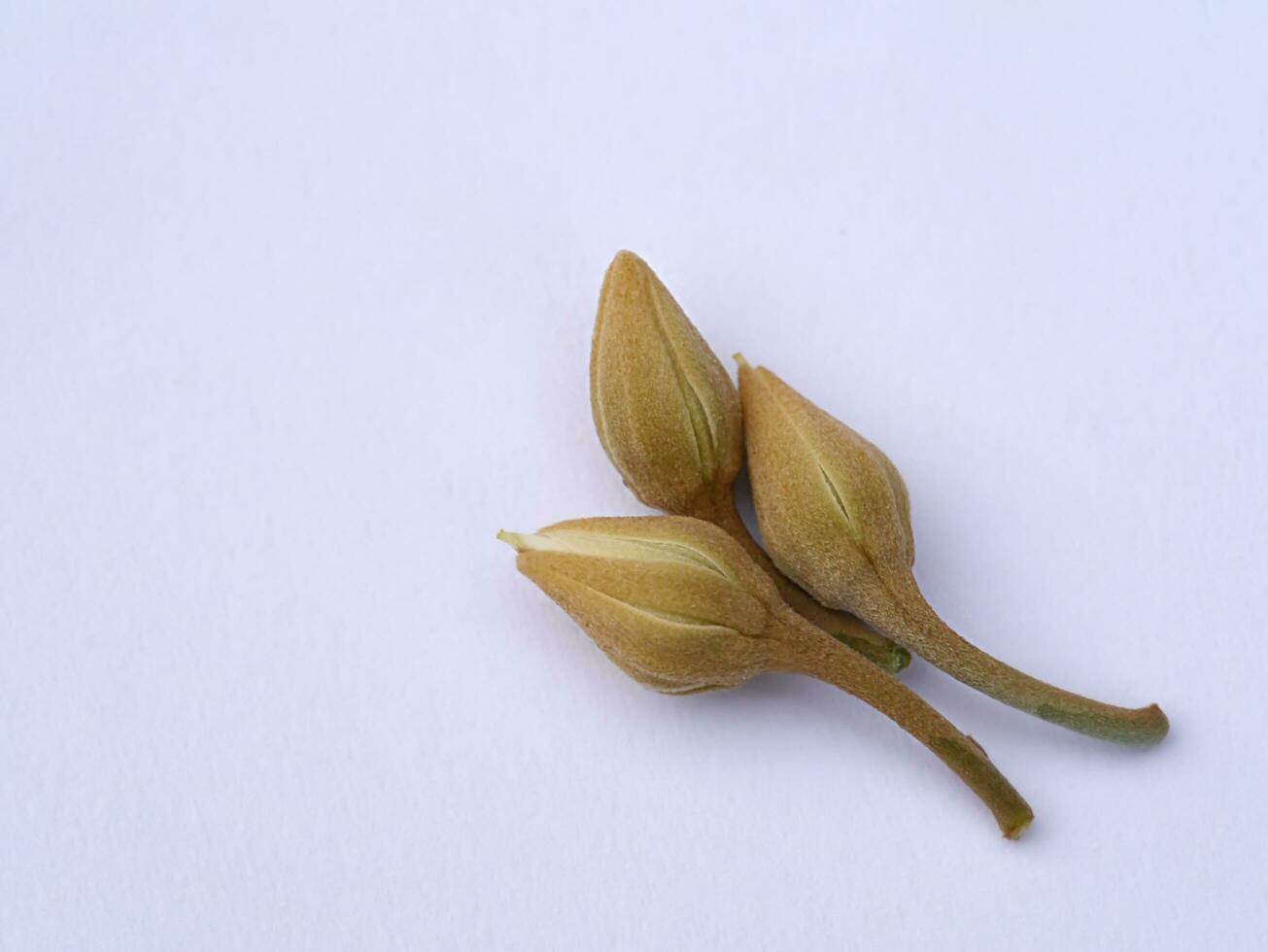 Mimusops elengi flowers on white background. photo