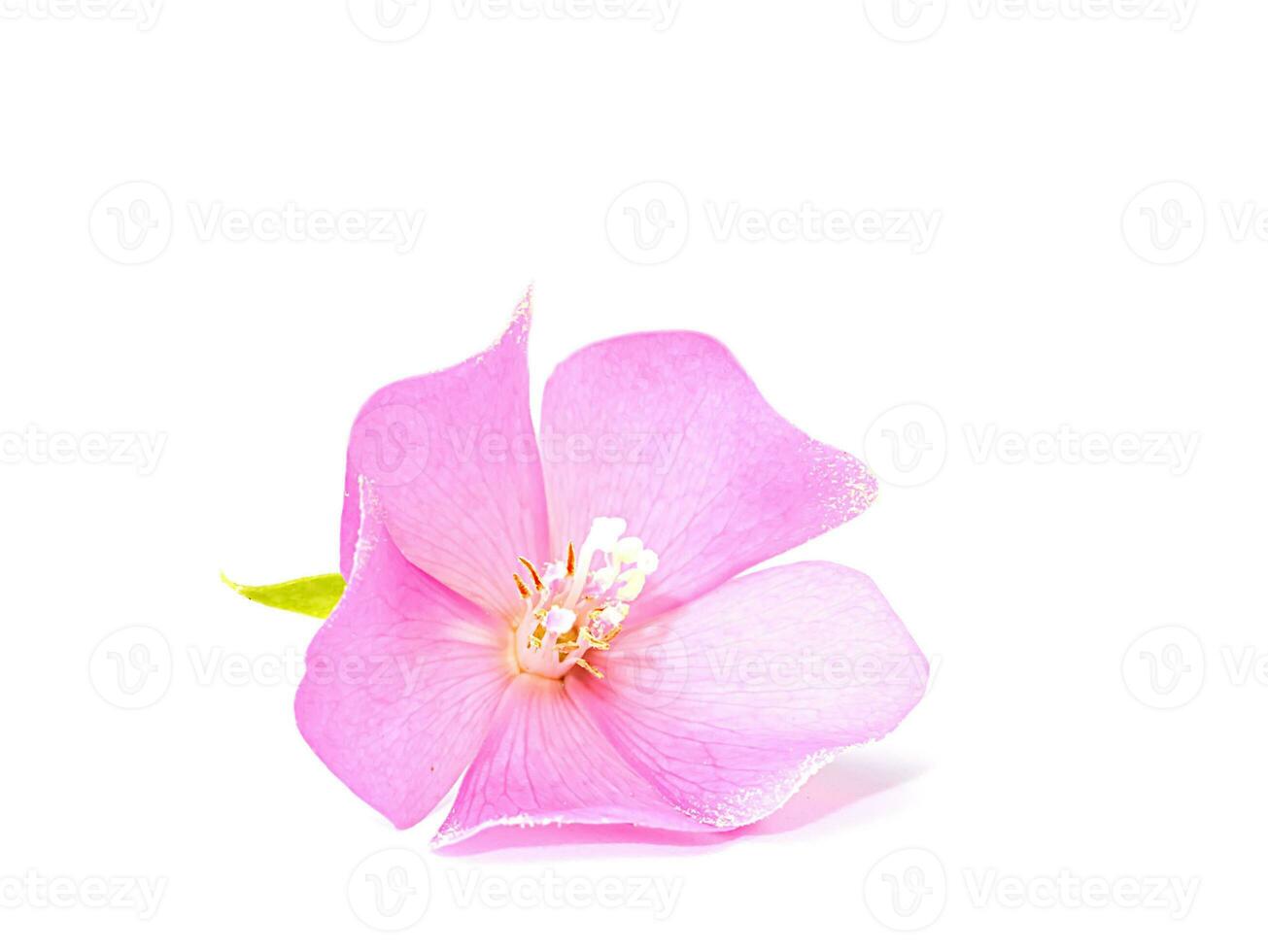 Pink Dombeya flower on white ground. photo