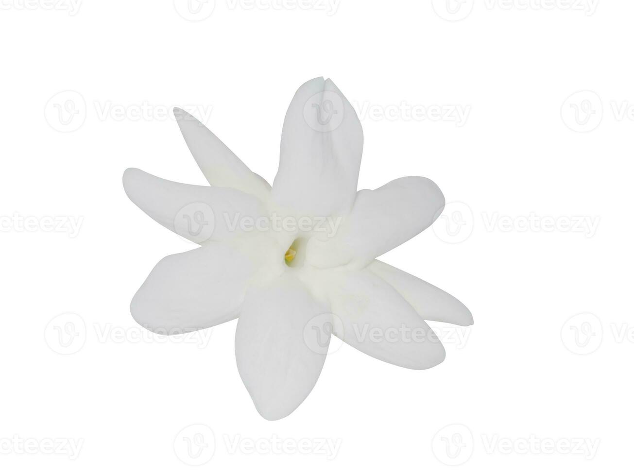 White of jasmine flower. photo