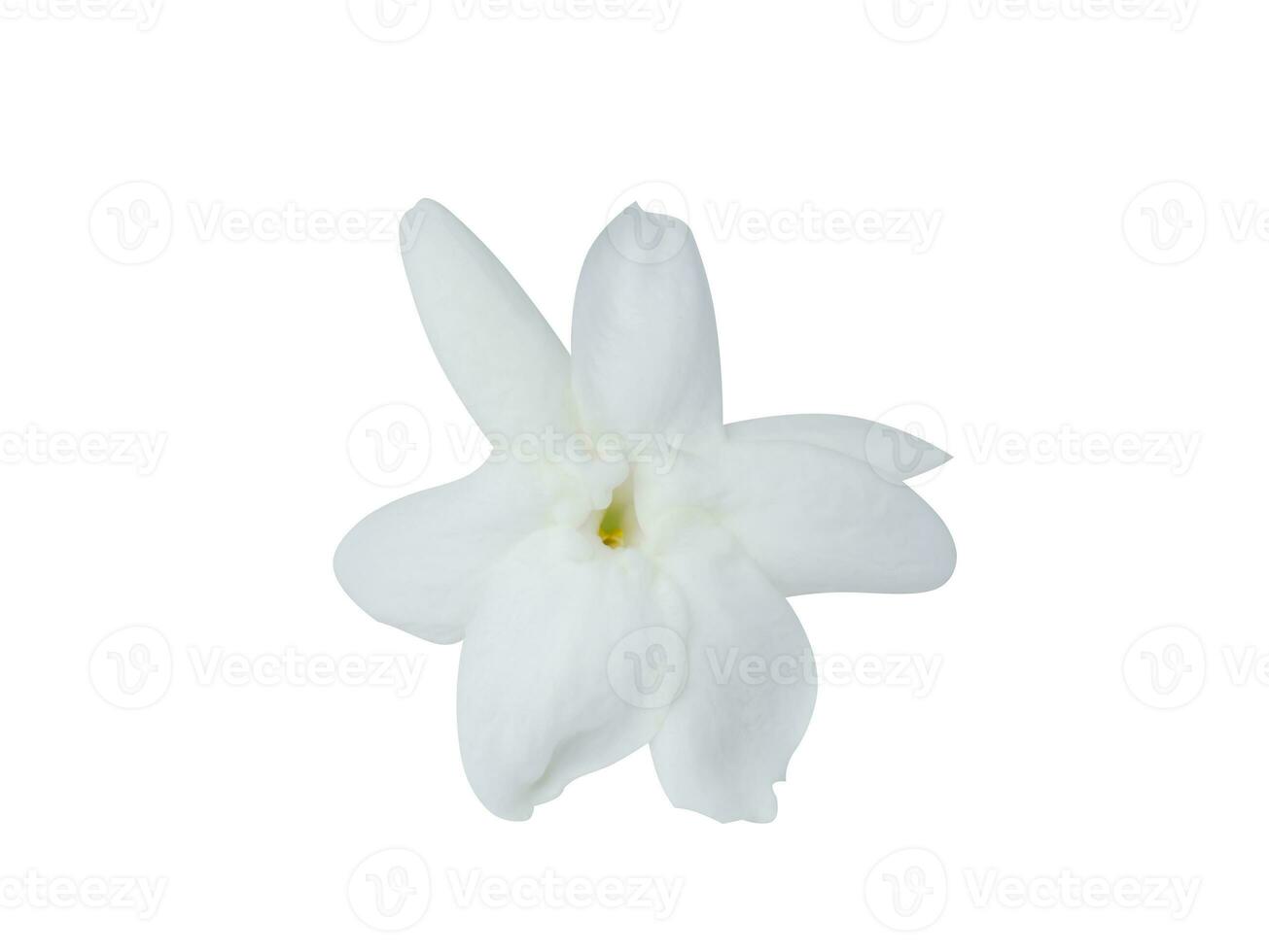 White of jasmine flower. photo