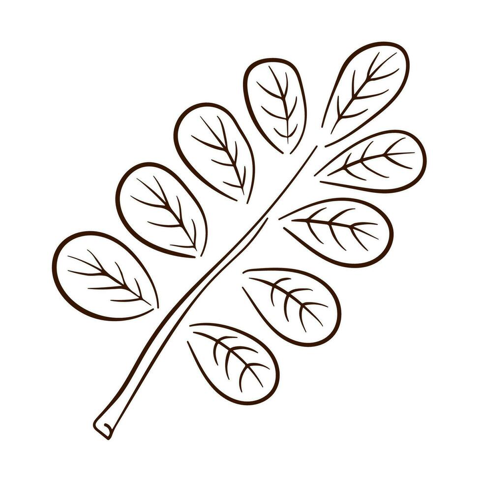 Tropical acacia leaf in line art style. Perfect for design, textile, decoration, greeting card. Hand drawn prints and doodle. Vector illustration isolated on a white background.