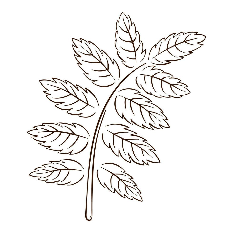 Rowan leaf silhouette in line art style. Hand drawn autumn leaf for logo, icon, print, design. Vector illustration isolated on a white background.