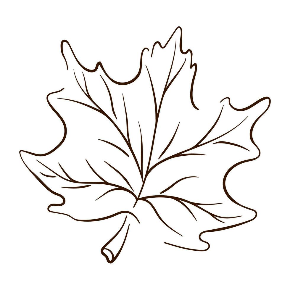 Maple tree leaf in line art style. Thanksgiving day, autumn season, Canada outline symbol. Vector illustration isolated on a white background. Vintage engraved illustration.