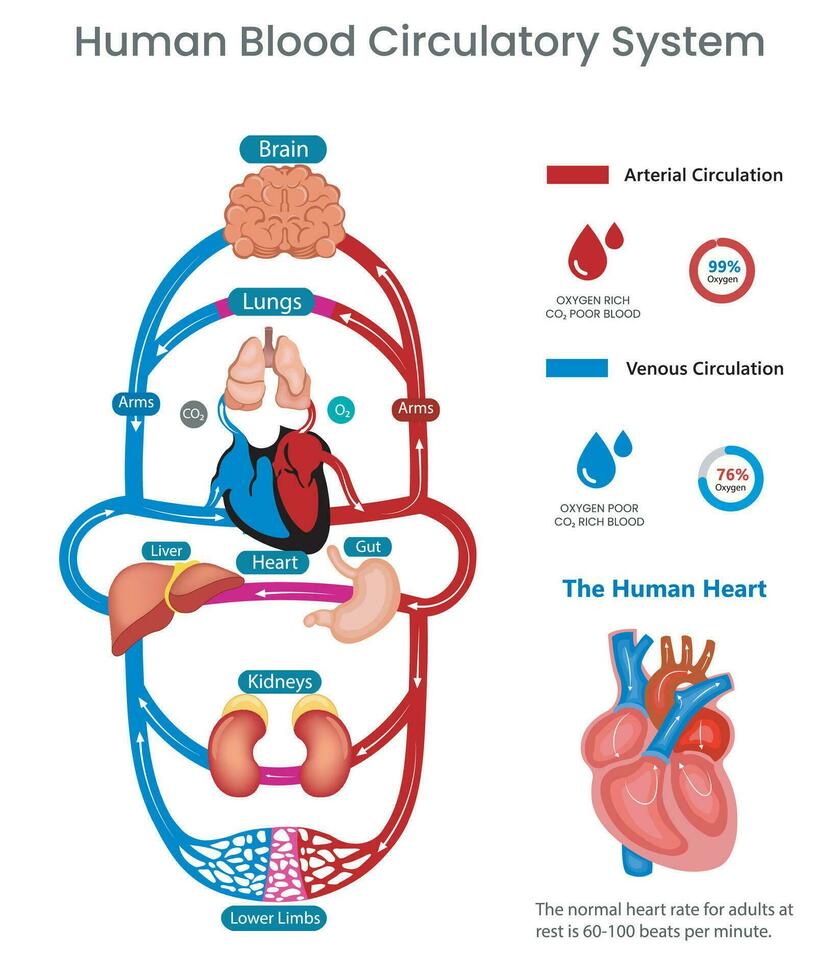 humano circulatorio sistema y sangre circula mediante arterias y las venas vector imagen