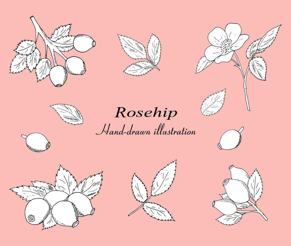 Hand-drawn rosehip berries with leaves vector set. Botanical illustration, black outline isolated on a white background.
