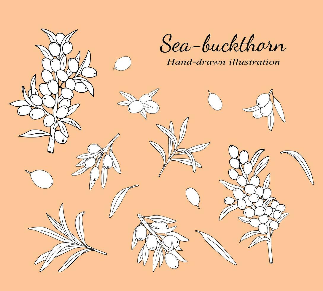 Sea buckthorn branches with berries and leaves. Natural  Sea buckthorn berries, leaves, branches, and twigs vector illustration set on a white background. Botanical hand-drawn sketch