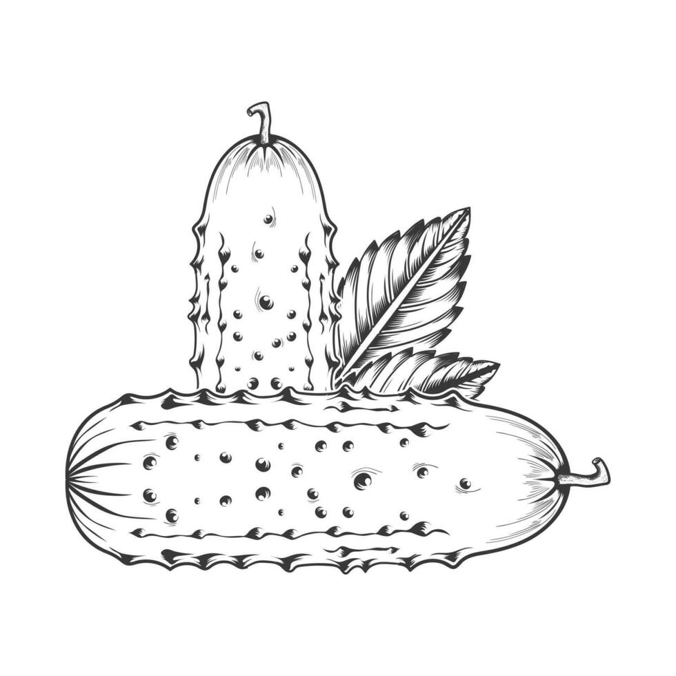 pickle hand drawing black and white vector design