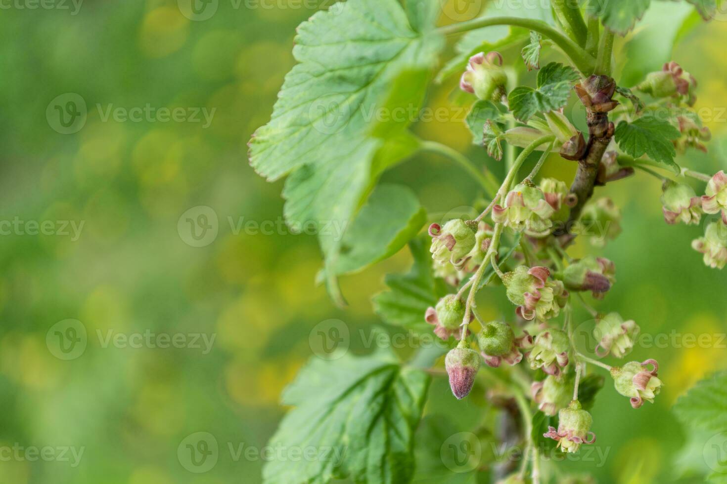 Close-up of red currant flowers on a branch with green leaves photo