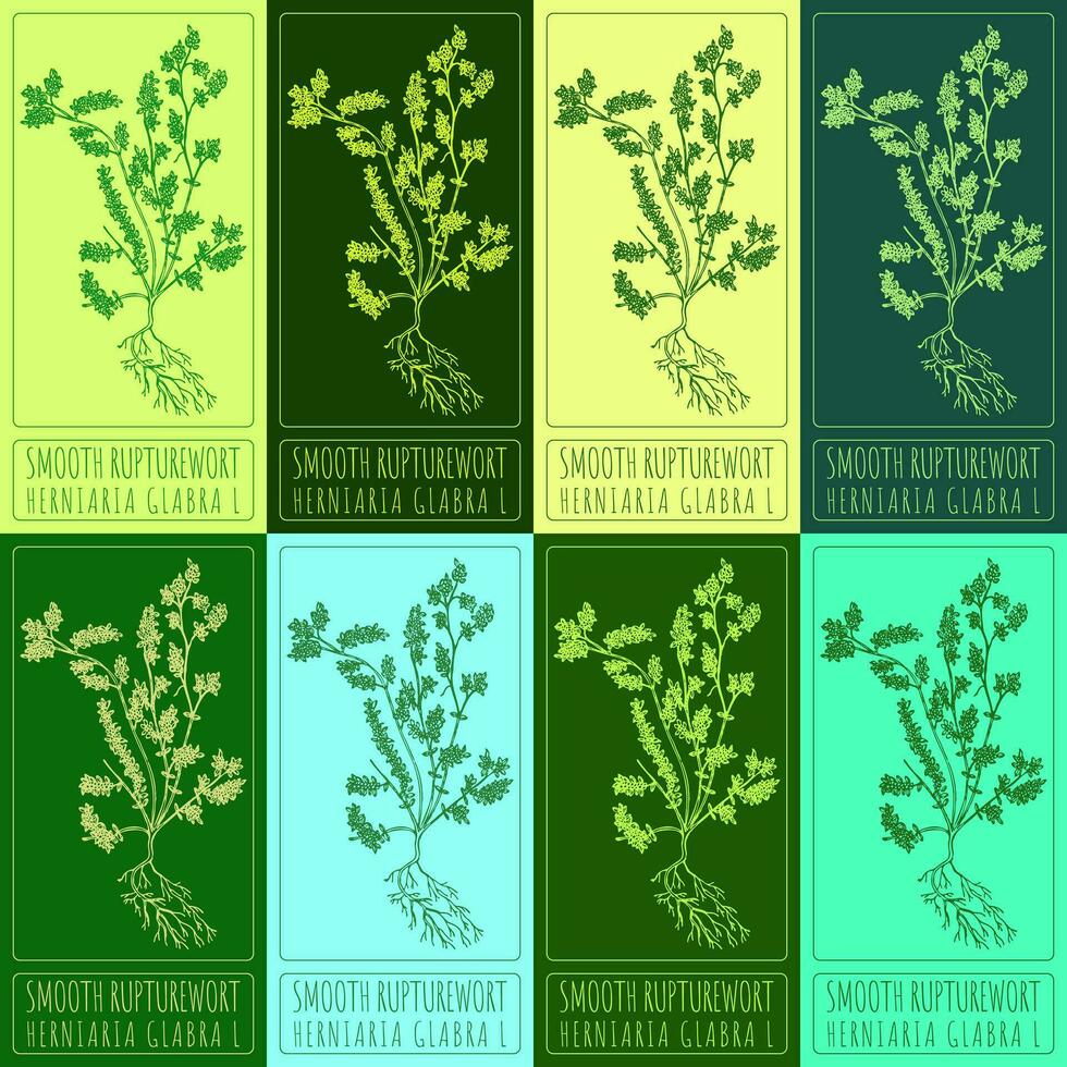 Set vector drawing of SMOOTH RUPTUREWORT in various colors. Hand drawn illustration. Latin name HERNIARIA GLABRA L.
