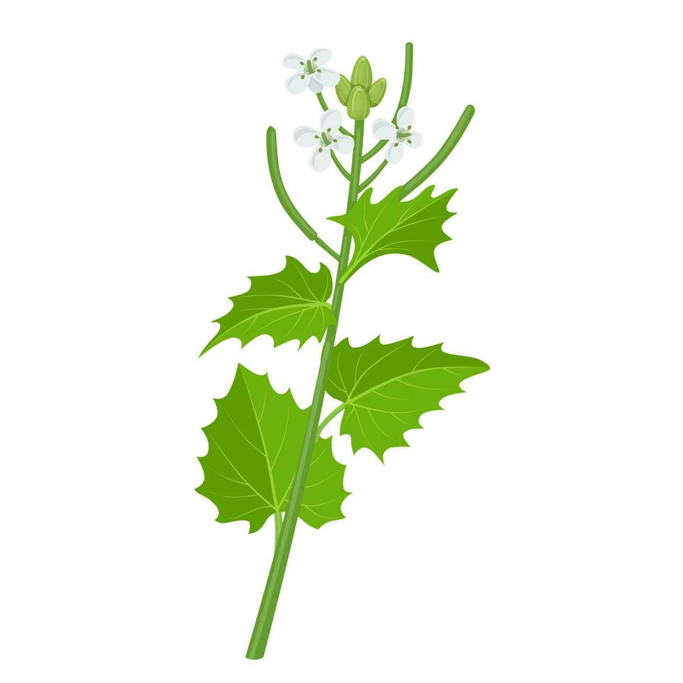 Vector illustration, Alliaria petiolata, or garlic mustard, isolated on white background.