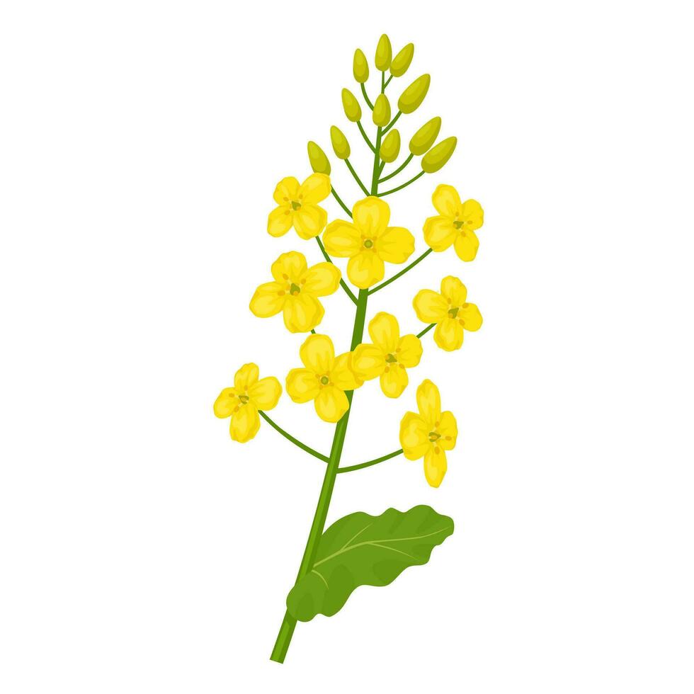 Vector illustration, rapeseed flower with green leaves, scientific name Brassica napus, isolated on white background.