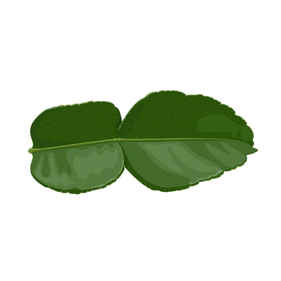 Vector illustration, kaffir lime leaves, a herbal medicine and cooking spice in Southeast Asia, isolated on white background.