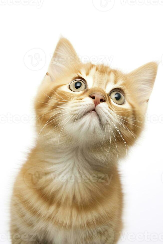 AI generated Playful funny kitten looking up isolated on a white background. AI Generated photo