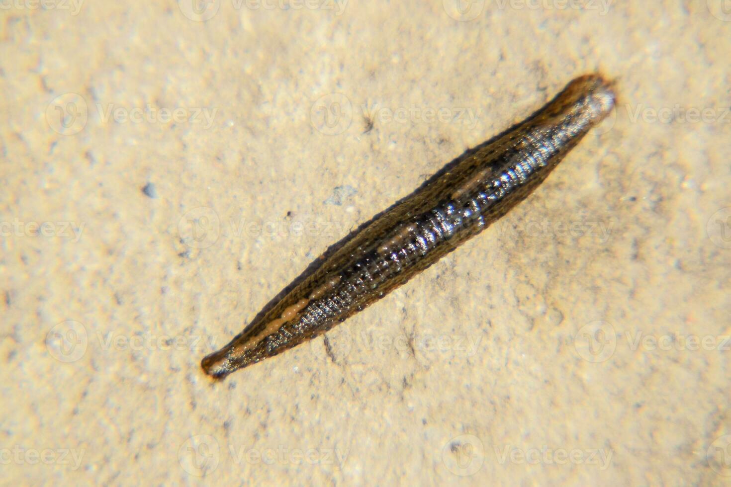 Leech on the tweezers. Bloodsucking animal. subclass of ringworms from the belt-type class. Hirudotherapy photo