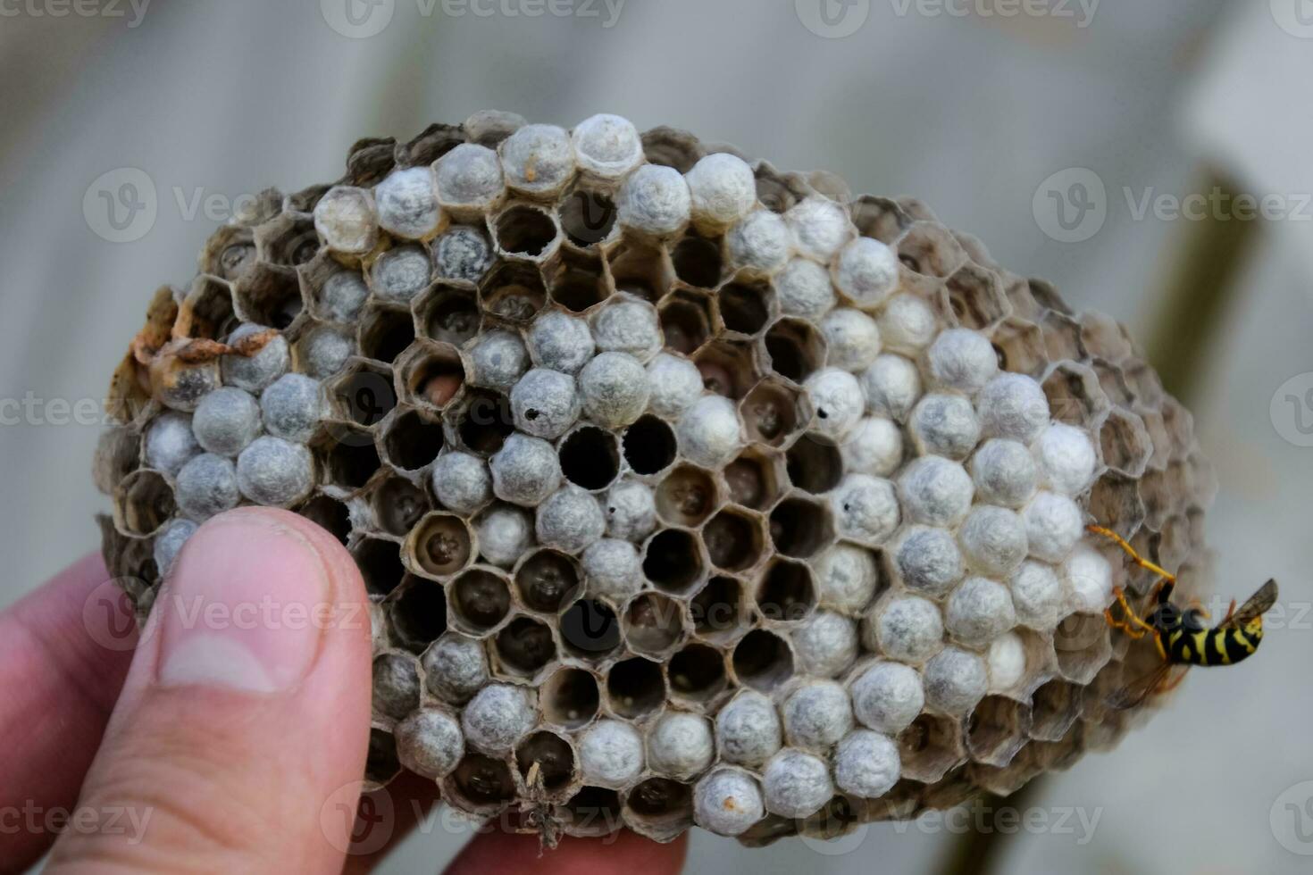 Hornet nest under the roof of the barn. Polist Wasps Nest photo