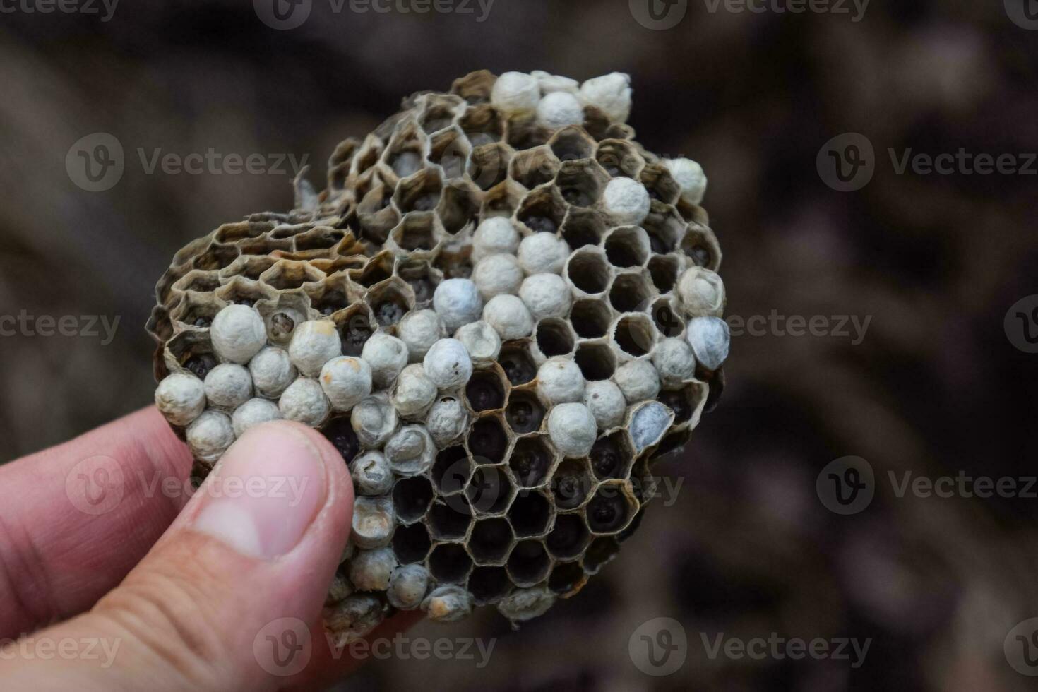 Hornet nest under the roof of the barn. Polist Wasps Nest photo