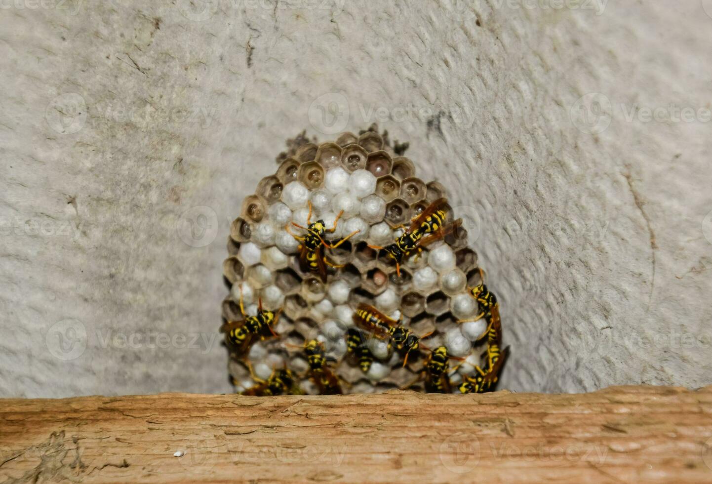 avispón nido debajo el techo de el granero. polistico avispas nido foto