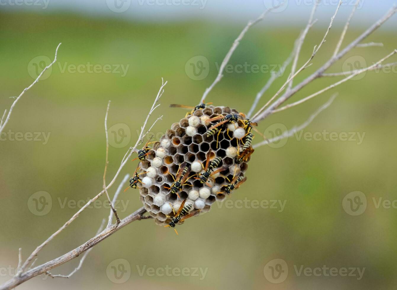 Nest of wasps polist in the grass. Small view wasp polist photo