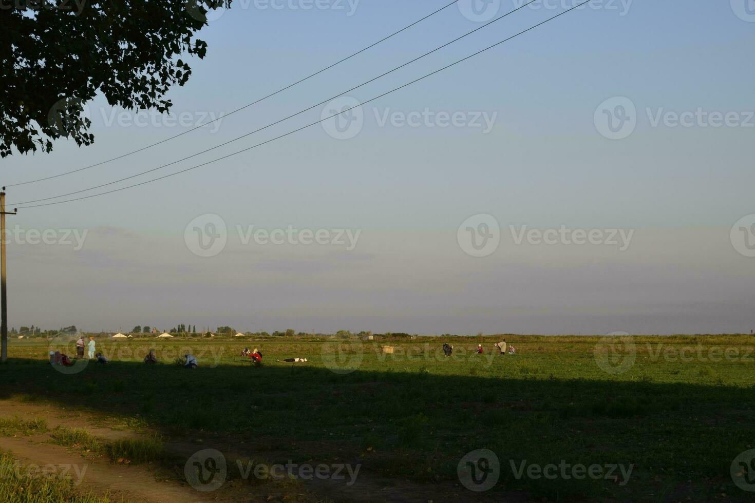 Workers on the plantation manually pull out the weeds. Workers in the field working photo