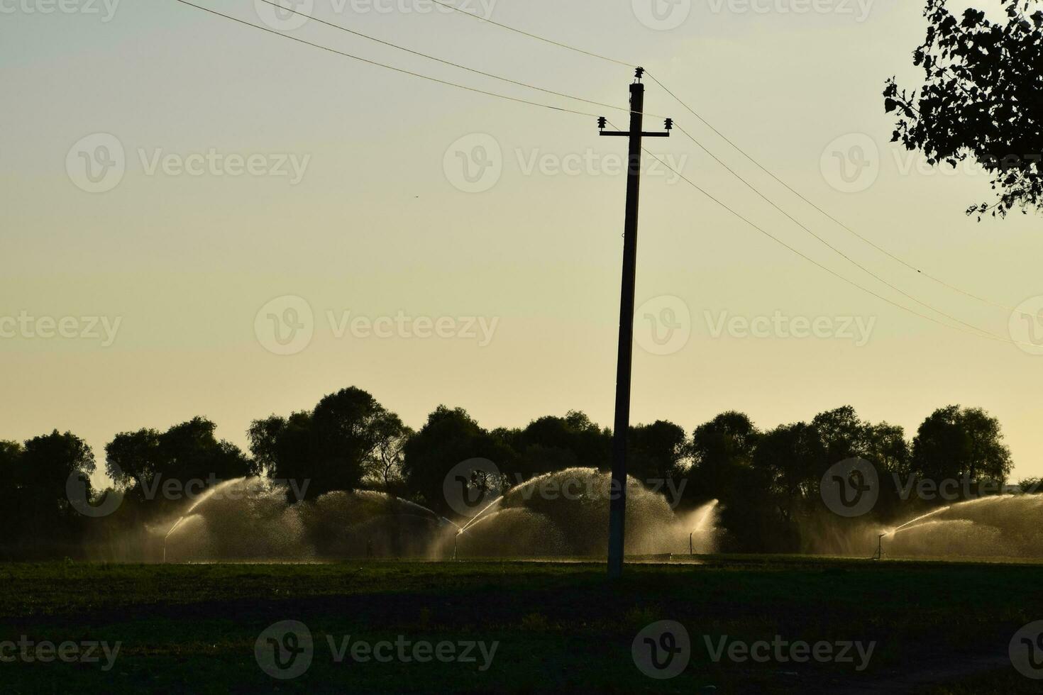 Irrigation system in field of melons. Watering the fields. Sprinkler photo