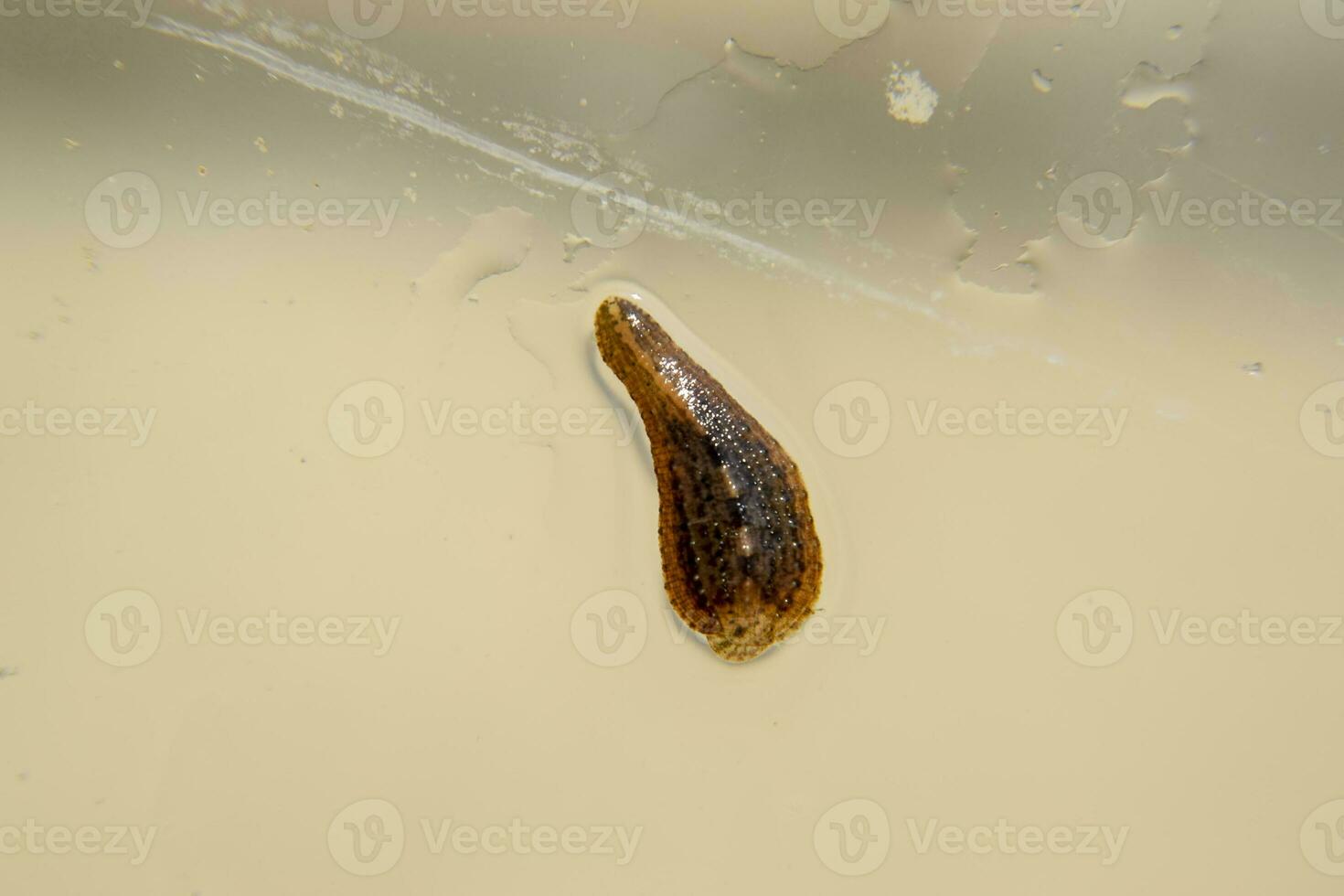 Leech on the glass. Bloodsucking animal. subclass of ringworms from the belt-type class. Hirudotherapy photo