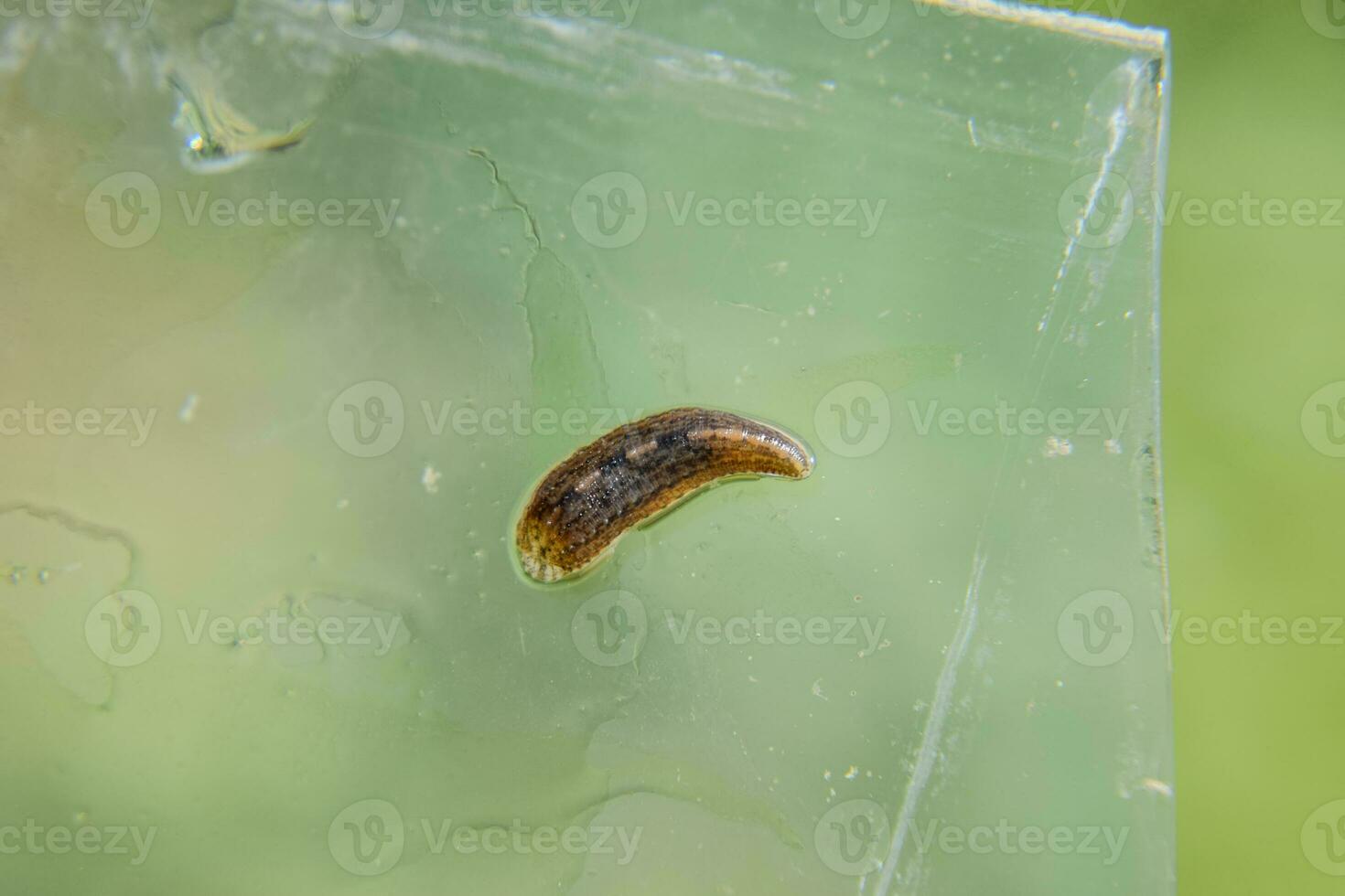 Leech on the glass. Bloodsucking animal. subclass of ringworms from the belt-type class. Hirudotherapy photo