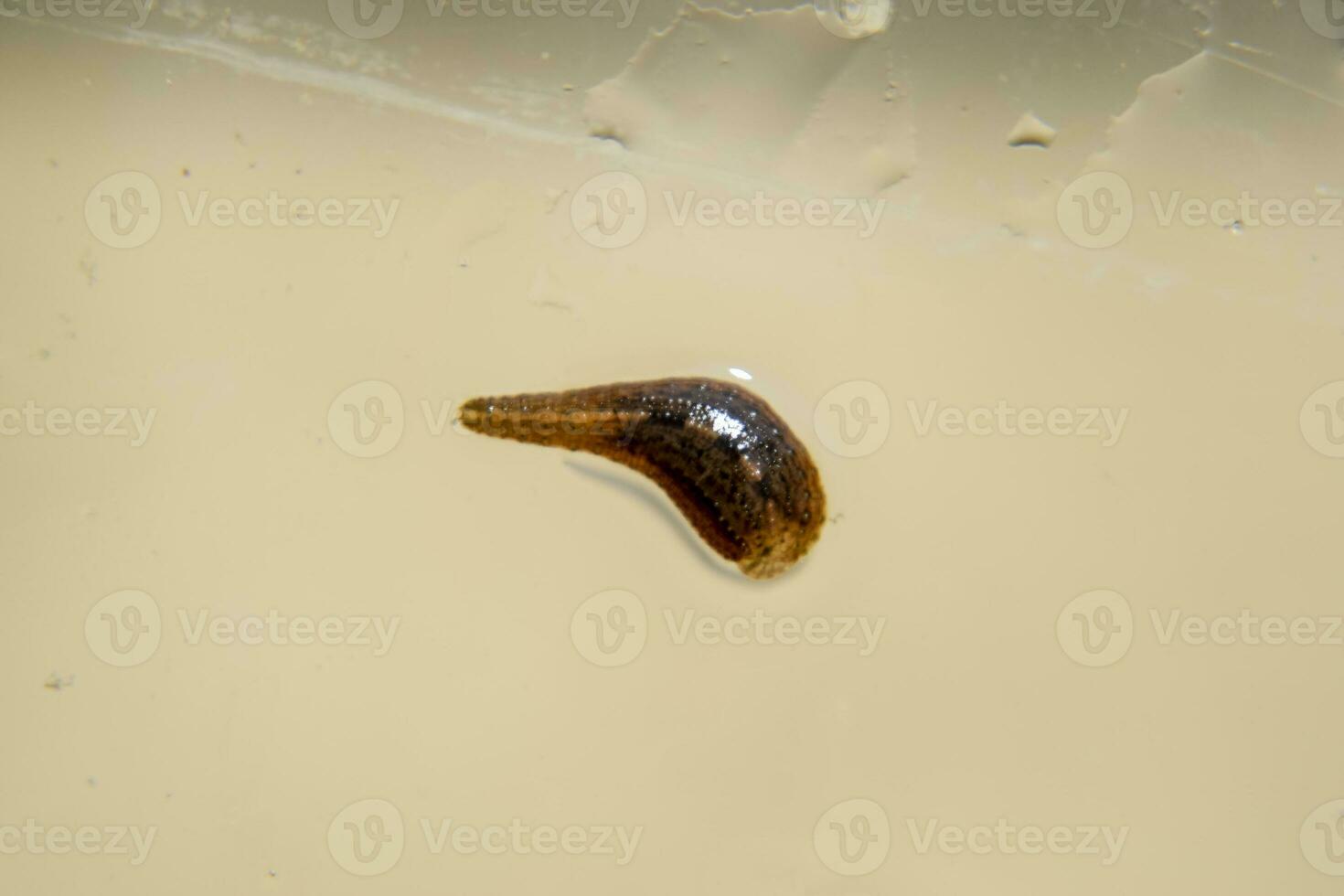 Leech on the glass. Bloodsucking animal. subclass of ringworms from the belt-type class. Hirudotherapy photo