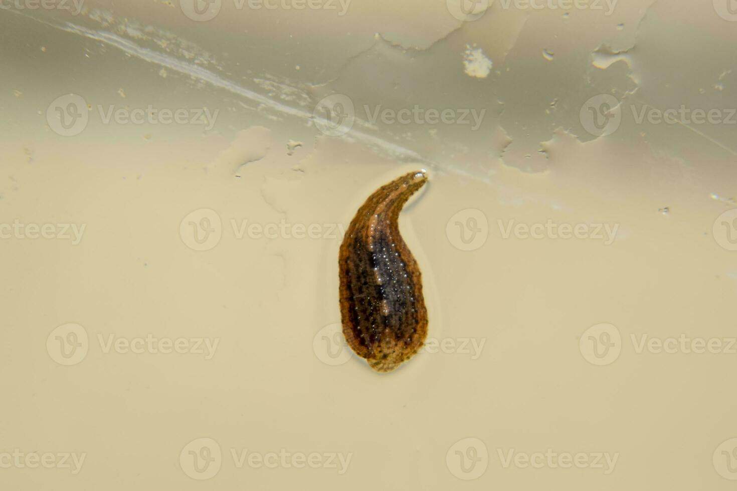 Leech on the glass. Bloodsucking animal. subclass of ringworms from the belt-type class. Hirudotherapy photo
