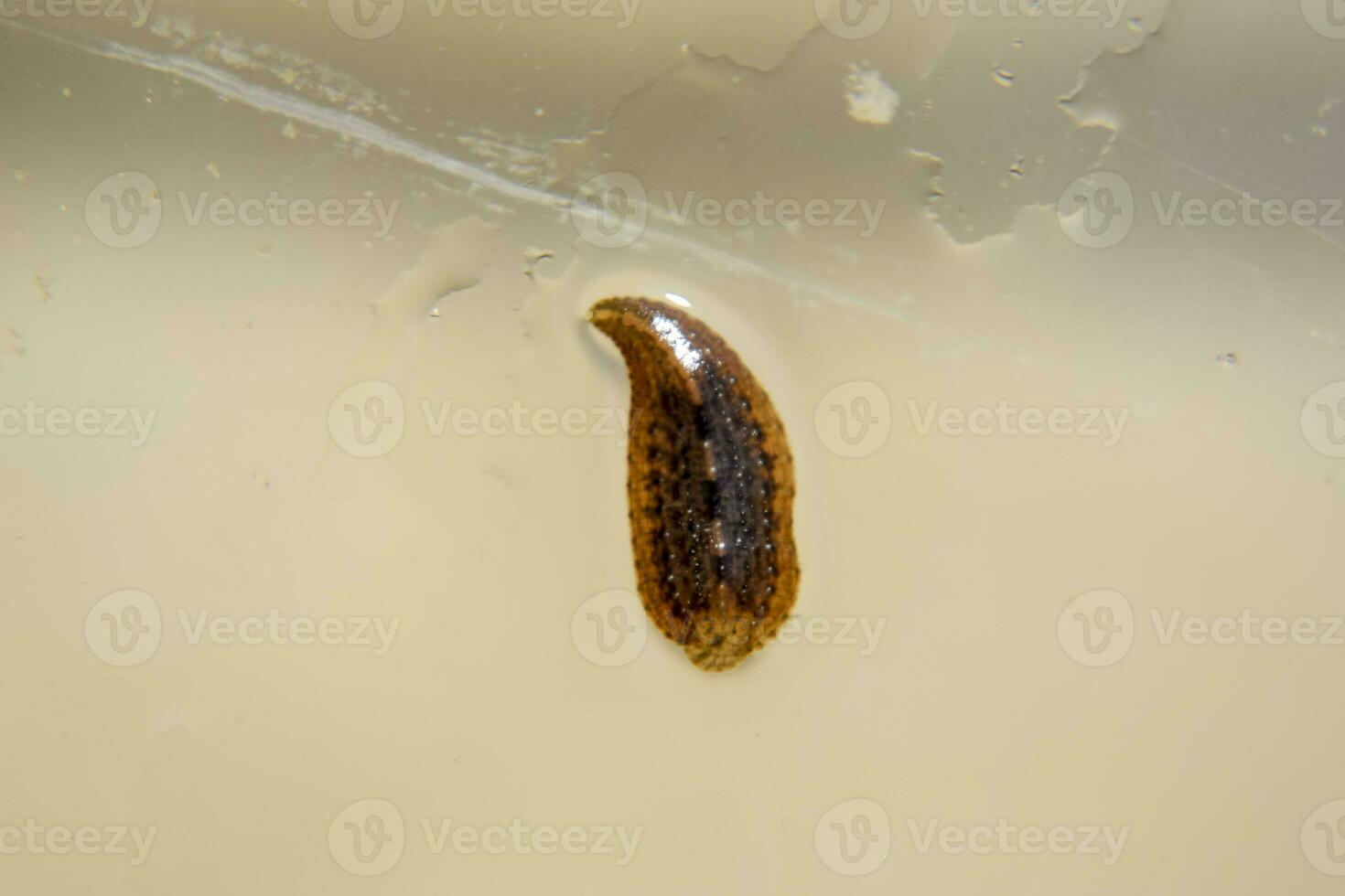 Leech on the glass. Bloodsucking animal. subclass of ringworms from the belt-type class. Hirudotherapy photo